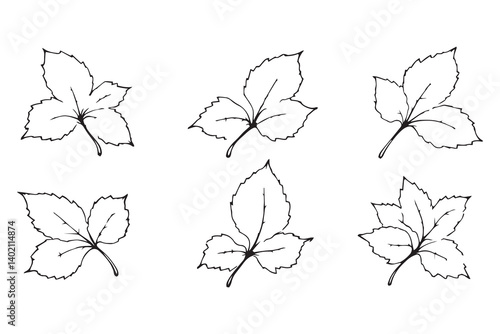 Set of 6 pec in two row  Blackcurrant Leaf line art on white background