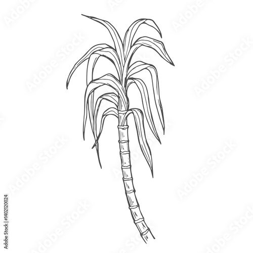 Sugar cane stems outline on a white isolated background. Vector illustration.