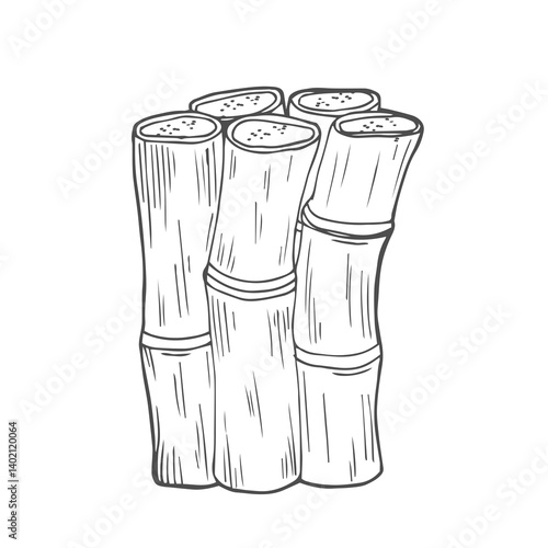 Sketch of sugarcane, with stems and leaves, isolated on a white background, suitable for packaging labels of processed sugarcane products. vector illustration.