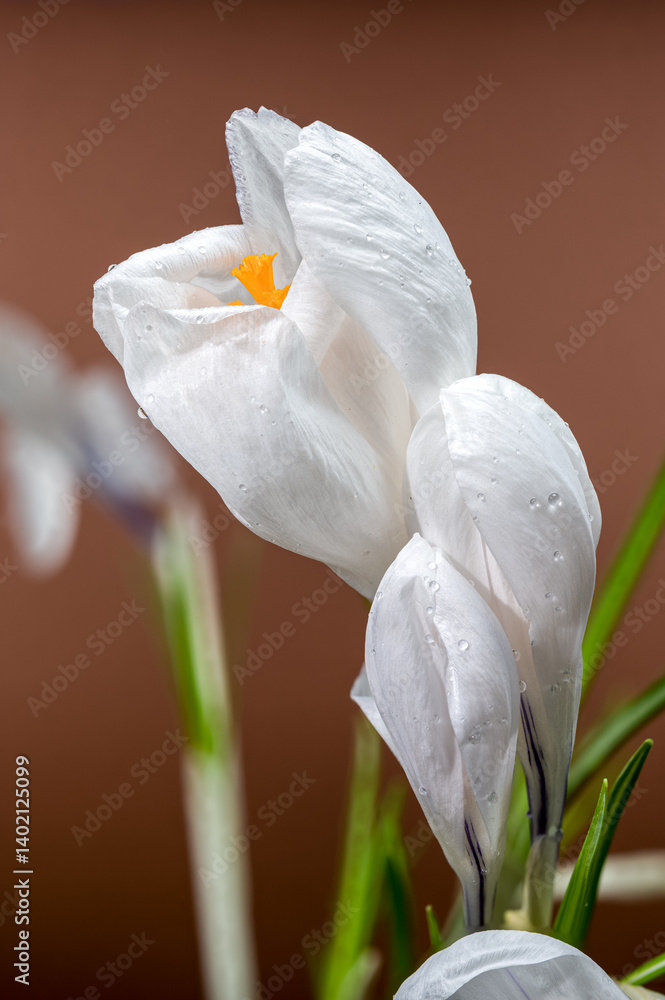 Dew-Kissed White Crocus Blooms Against a Soft Brown Backdrop