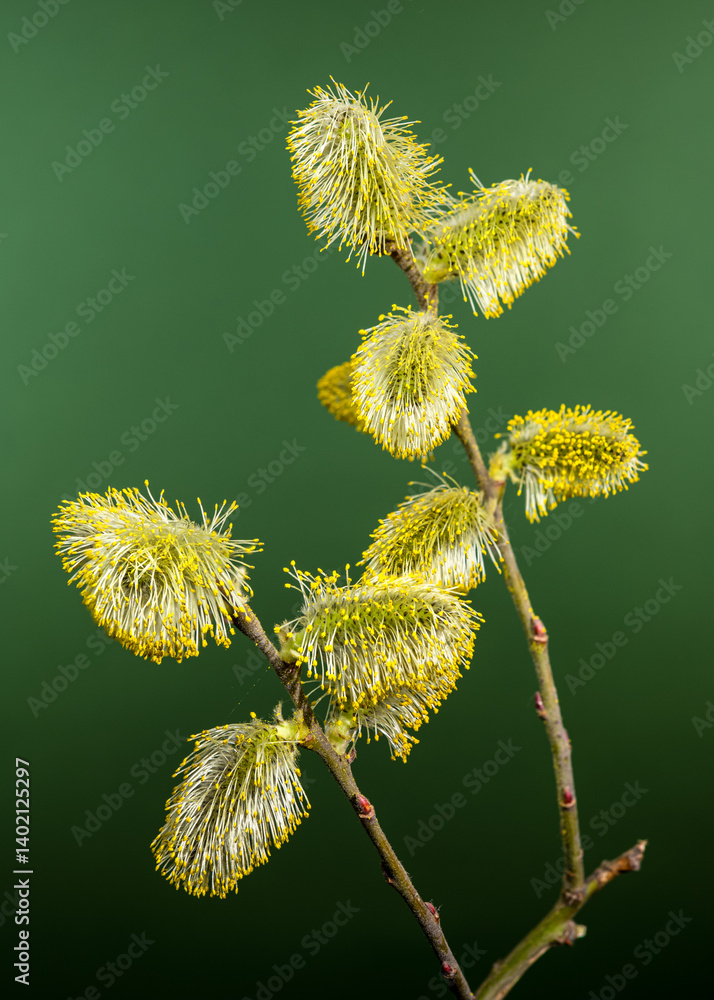 Vibrant Willow Catkins Blooming Against a green Backdrop
