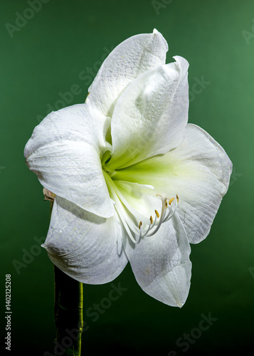 White Amaryllis Flower with Dew Drops on Green Background