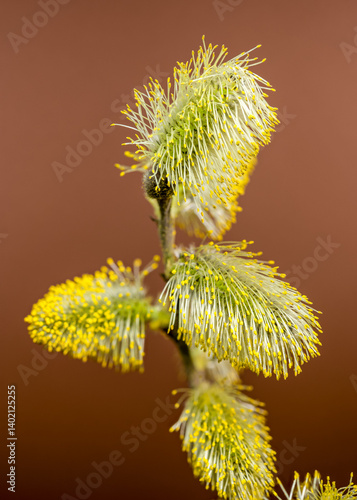 Obraz na płótnie Vibrant Willow Catkins Blooming Against a brown Backdrop w salonie