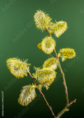 Obraz na płótnie Vibrant Willow Catkins Blooming Against a green Backdrop w salonie