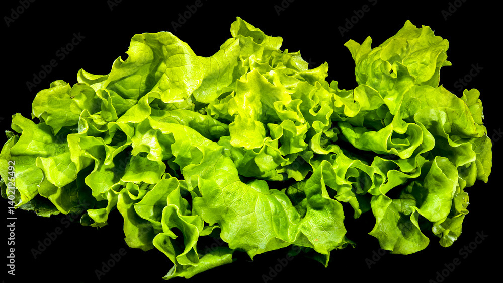 Fresh Green Lettuce Leaves on Dark Background
