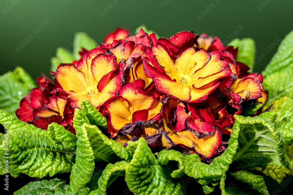 Vibrant Red and Yellow Primrose Flowers in Bloom