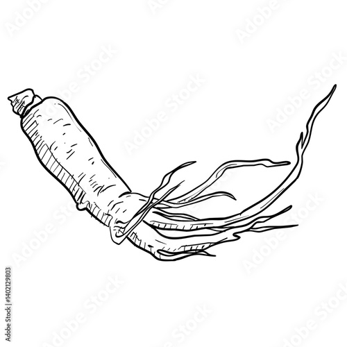 ginseng handdrawn illustration