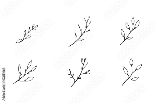 Set of 6 pec in two row  Acacia leaf line art on white background