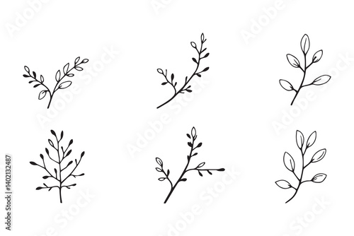 Set of 6 pec in two row  Acacia leaf line art on white background