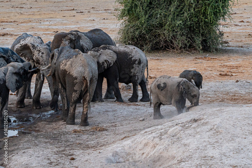 Photography two baby elephants playing in the dusk after a mud bath and the other standing n