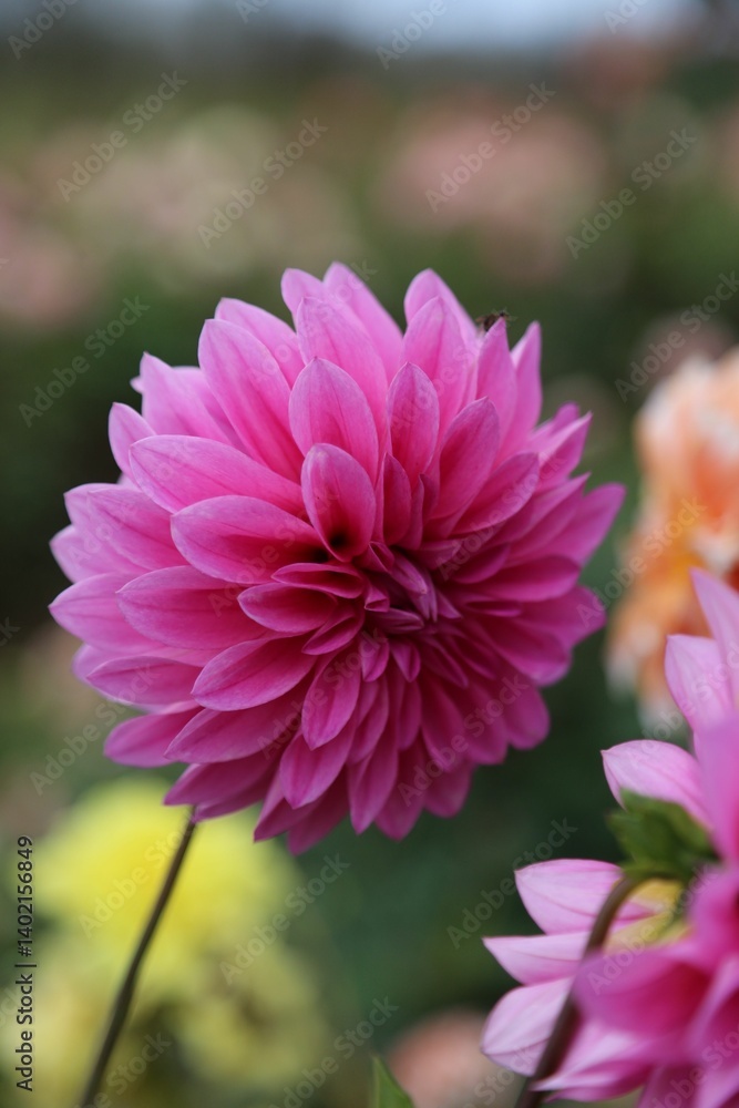 Vibrant Pink Dahlia in Bloom Vibrant Pink Dahlia in Bloom
