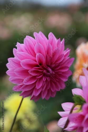 Vibrant Pink Dahlia in Bloom