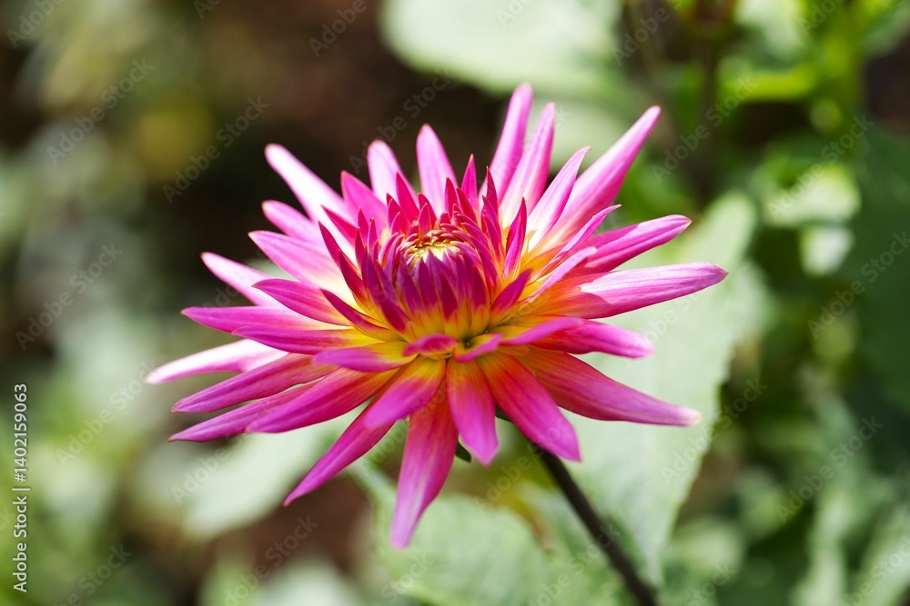 Vibrant pink dahlia in bloom