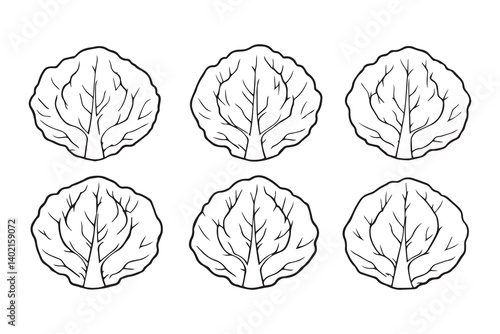 Set of 6 pec in two row  Cabbage  Leaf line art on white background