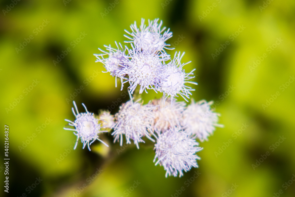 A Fuzzy Cluster of Pale Blue Blueweed Blossoms