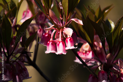 Obraz na płótnie Pink and White Bell Flowers of Enkianthus Quinqueflorus w salonie