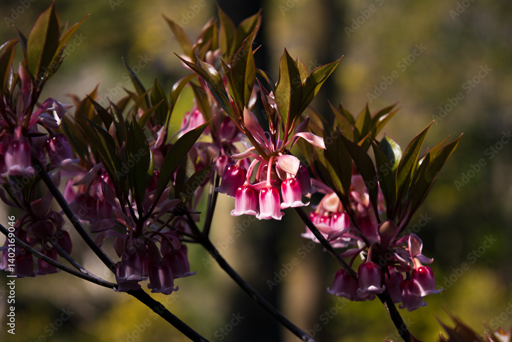 Pink and White Bell Flowers of Enkianthus Quinqueflorus