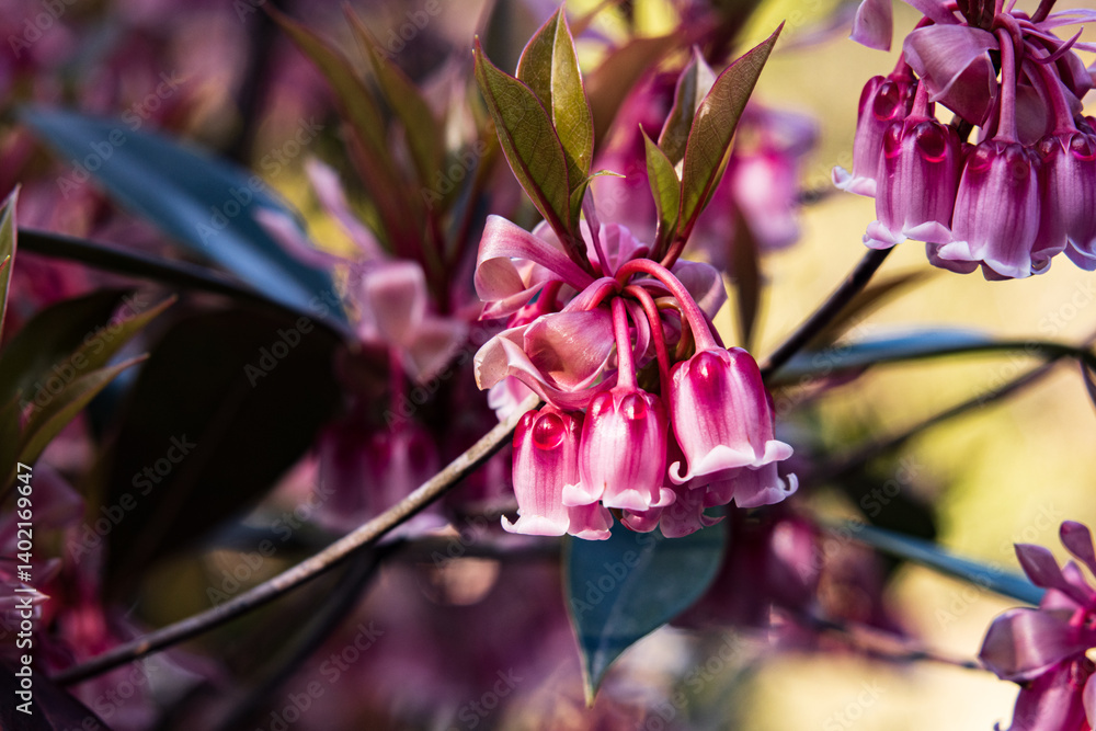 Delicate Pink Enkianthus Quinqueflorus Flowers Close-up