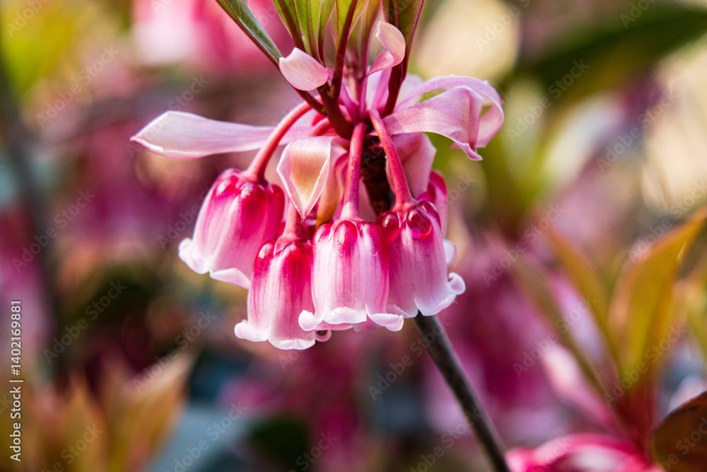 Delicate Pink Enkianthus Quinqueflorus Flowers Close-up