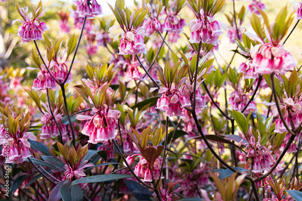 Delicate Pink Enkianthus Quinqueflorus Flowers Close-up