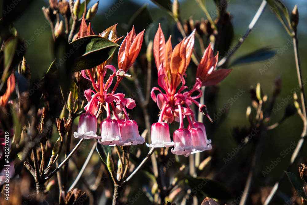 Delicate Pink Enkianthus Quinqueflorus Flowers Close-up
