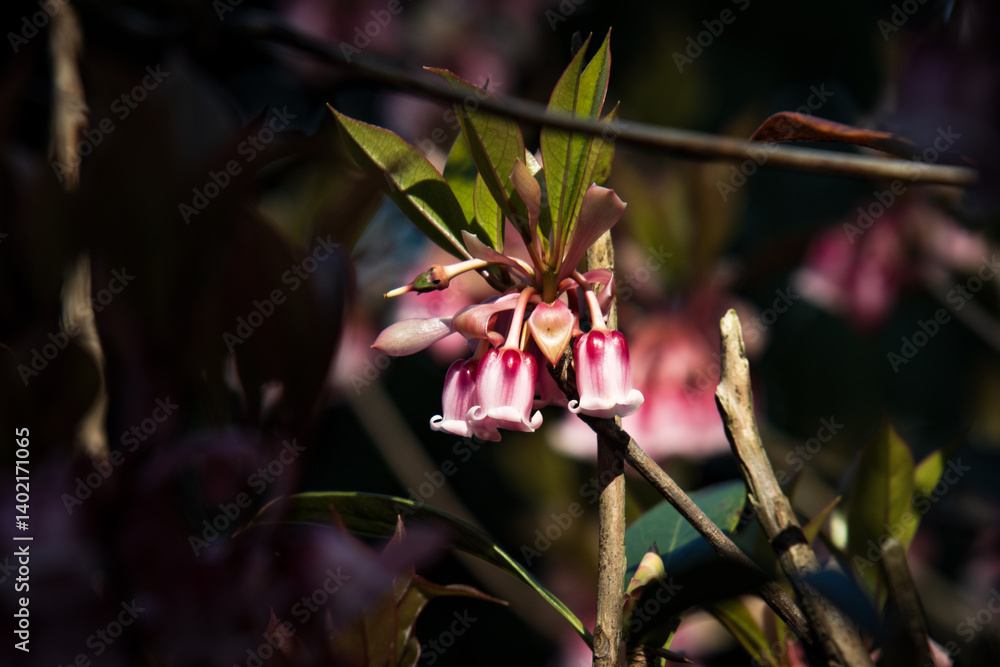 Delicate Pink Enkianthus Quinqueflorus Flowers Close-up