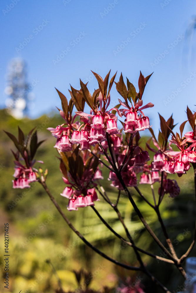 Blooming Enkianthus quinqueflorus under a Clear Sky
