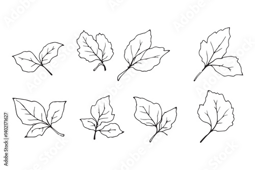 Set of 6 pec in two row  Camellia Leaf line art on white background 