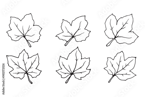 Set of 6 pec in two row  Camphor Leaf line art on white background