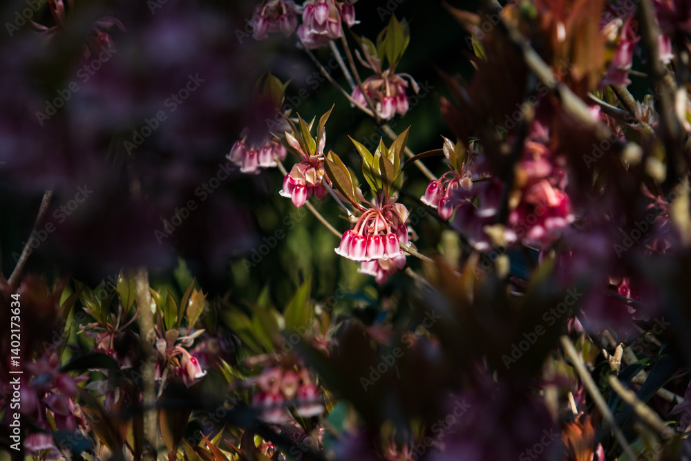 Pink and White Bell Flowers of Enkianthus Quinqueflorus