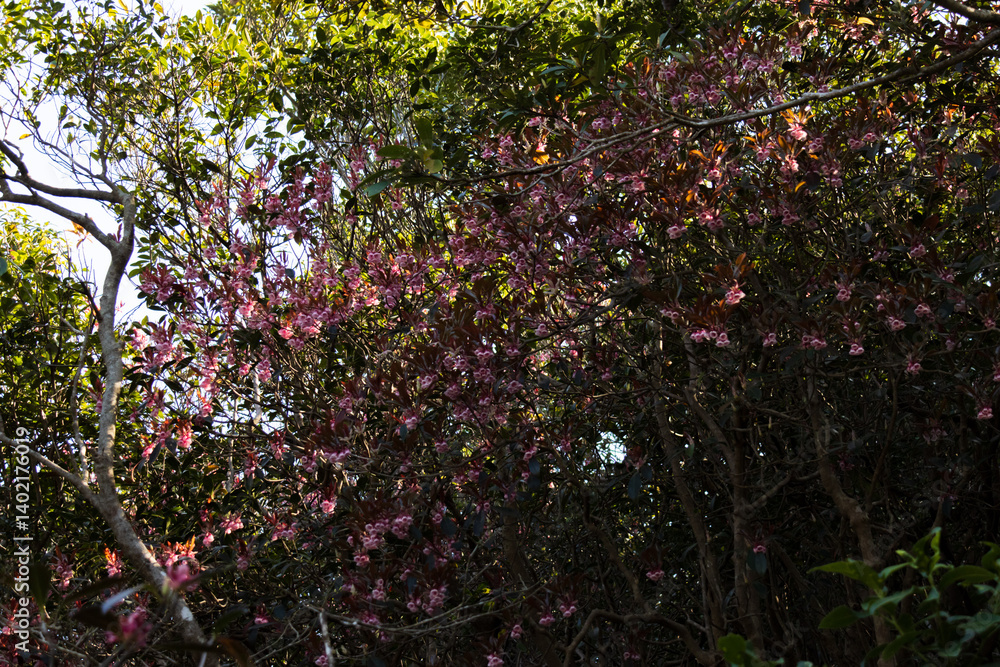 Flowering Enkianthus Shrubs in a Lush Woodland Setting