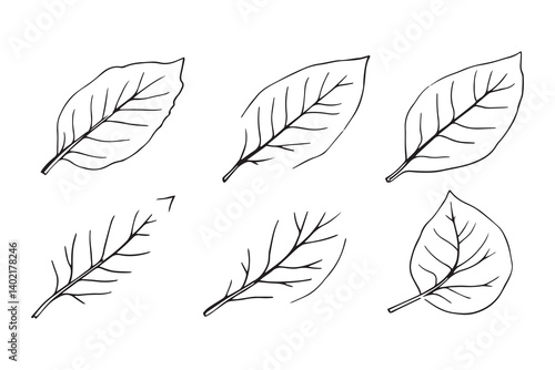 Set of 6 pec in two row  Cardamom Leaf line art on white background