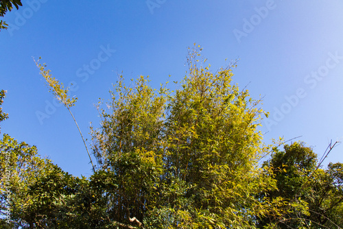 Bamboo Forest with Golden Canes