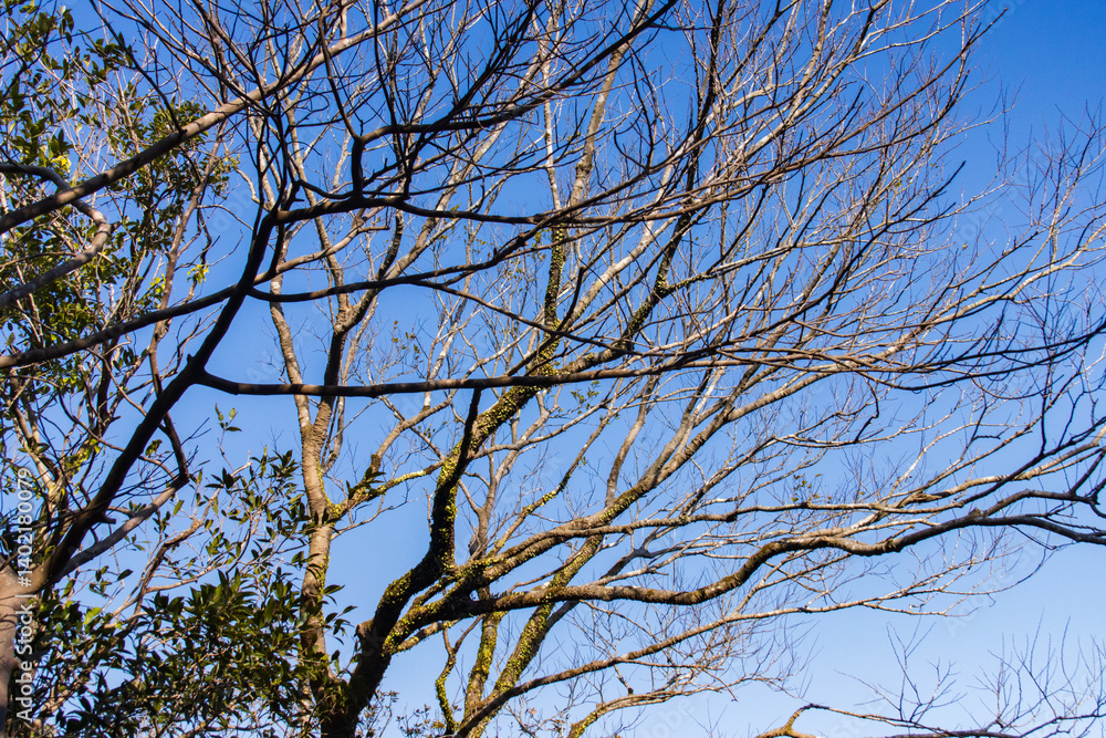 Bare Branches Against Blue Sky – Tranquil Winter Trees in Nature’s Stillness