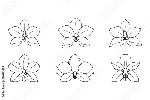 Set of 6 pec in two row  Cattleya line art on white background