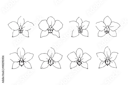 Set of 6 pec in two row  Cattleya line art on white background