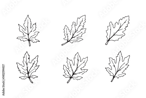 Set of 6 pec in two row  Cedar Leaf line art on white background