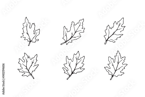 Set of 6 pec in two row  Cedar Leaf line art on white background