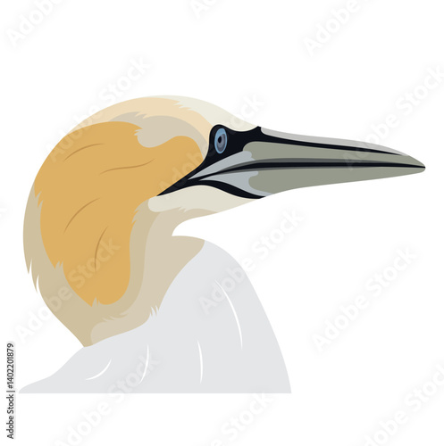 Northern Gannet Bird Animal Portrait Isolated on White Background