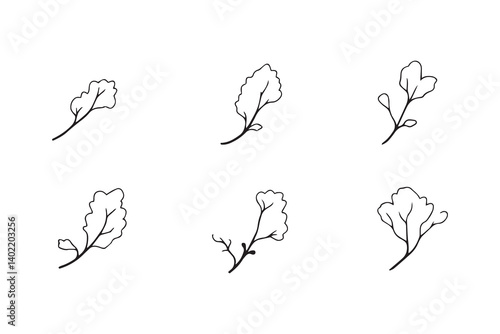 Set of 6 pec in two row  Chayote Leaf line art on white background 