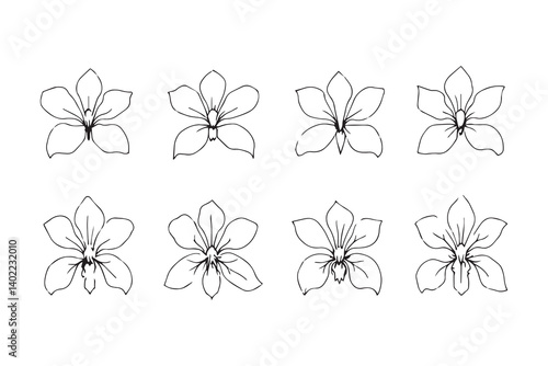 Set of 6 pec in two row  Brassia line art on white background
