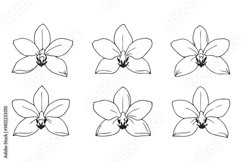 Set of 6 pec in two row  Brassia line art on white background