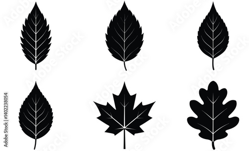 leaves Silhouettes vector set with various trees and foliage including Maple, Oak, Birch, Beech, Elm and Ash tree leaf, ideal for nature and seasonal design