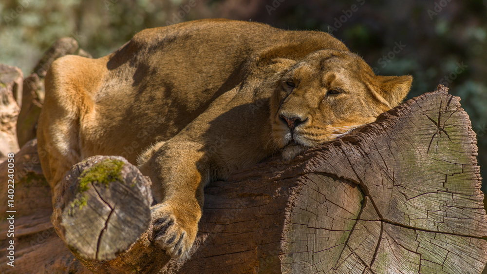 Löwin im Tiergarten