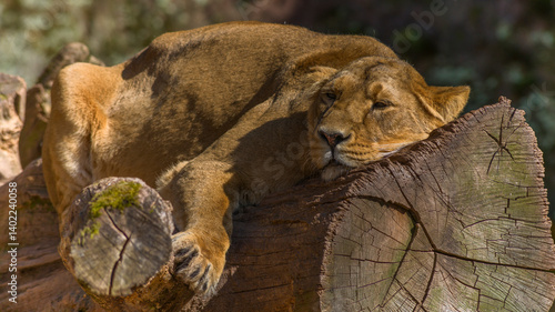 Obraz na płótnie Löwin im Tiergarten w salonie