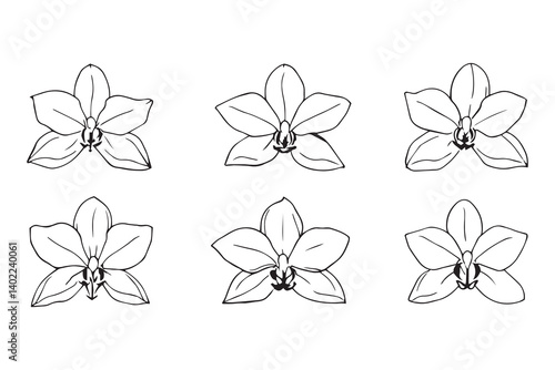 Set of 6 pec in two row  Cymbidium line art on white background