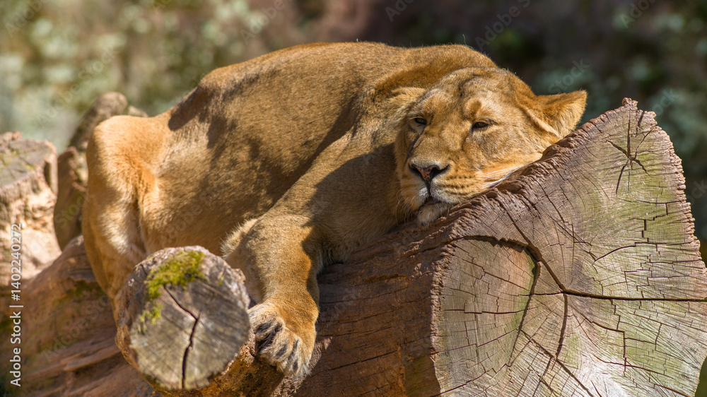 Löwin im Tiergarten