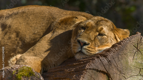Löwin im Tiergarten