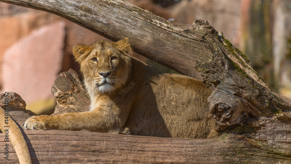 Löwin im Tiergarten