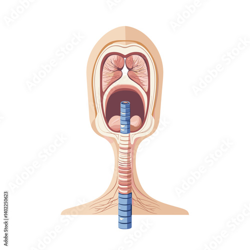 Detailed Anatomy Illustration of the Human Throat and Respiratory System